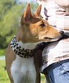 Basenji KSM Muenster 2014 (1142)